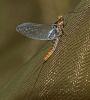 341849 – Photo : Florian ALONSO – France (69)